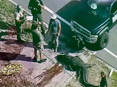 Orrore in Florida: enorme alligatore ucciso dopo avere azzannato un uomo e trascinato il suo cadavere