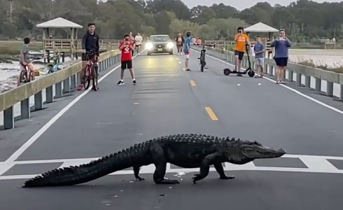 Un enorme alligatore attraversa tranquillamente la strada nel parco della Carolina del Sud negli Usa