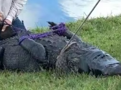 Alligatore uccide 85enne in Florida