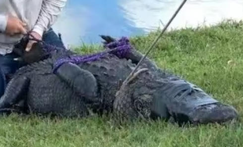 Alligatore uccide 85enne in Florida