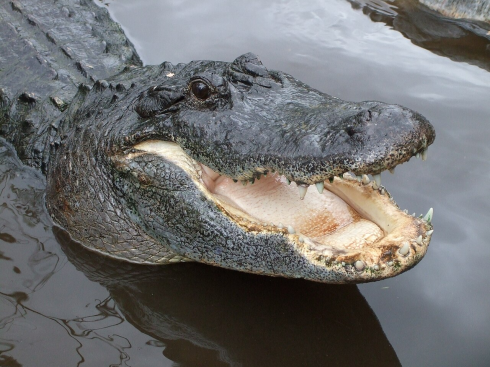 Tragedia in Florida, donna attaccata e uccisa da un caimano dopo averla trascina in acqua