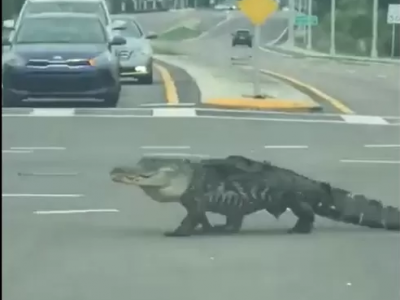 Coronavirus, alligatore vaga indisturbato per le strade in Florida.