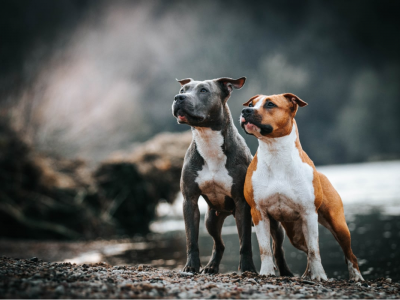 Anziana muore sbranata da due cani. 