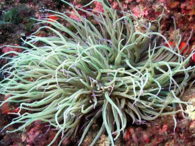 Bambino italiano ricoverato in ospedale dopo la puntura di un anemone di mare in Grecia