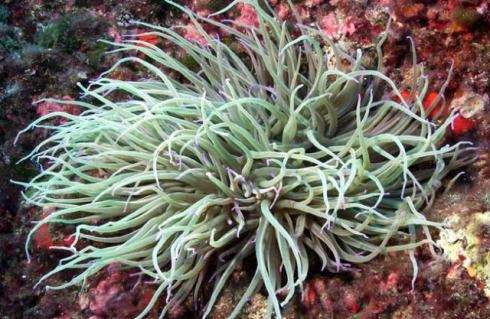 Bambino italiano ricoverato in ospedale dopo la puntura di un anemone di mare in Grecia