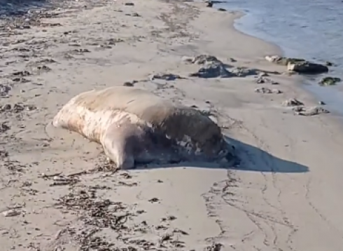 Incredibile, ritrovato spiaggiato lungo la costa della Riserva Naturale dello Stato Oasi WWF Le Cesine un bovino