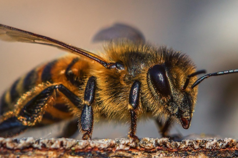 Approvato il primo vaccino al mondo per le api da miele