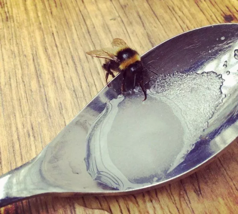 Le api possono ''annusare'' il COVID-19 in campioni in pochi secondi