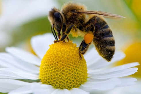 ape su un fiore ape su un fiore