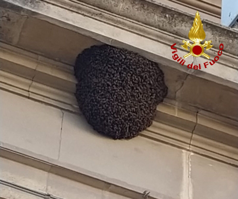 Sciame d’api recuperato dai Vigili del Fuoco a Lecce in via Trinchese – Video