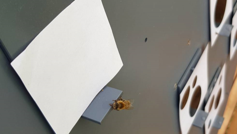 Le api sanno come contare da zero. Per la prima volta un insetto dimostra di comprendere il valore numerico di "niente" 