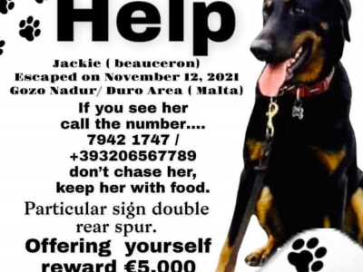 Chi ha visto  Jakie? Il cane di razza Pastore della Beauce, di due anni mezzo, è campione italiano di bellezza selezionato da Enci