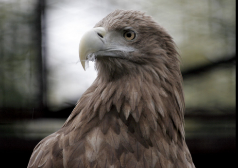 Aquila attacca una bambina e tenta di portarla via