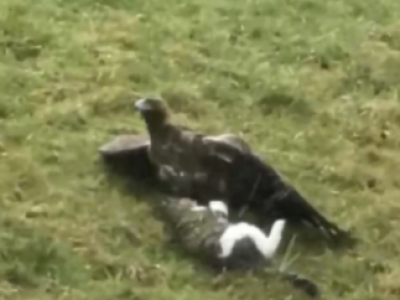 Aquila attacca gatto e lo divora. 