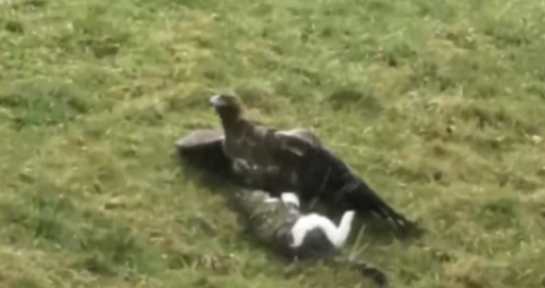 Aquila attacca gatto e lo divora. 