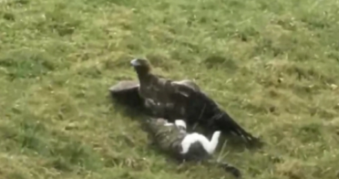 Aquila attacca gatto e lo divora.