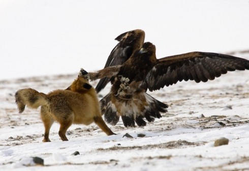 aquila aquila