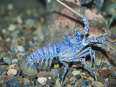 L'aragosta blu è salva, non si mangia più