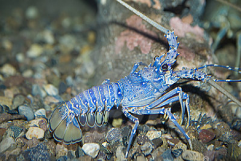 L'aragosta blu è salva, non si mangia più