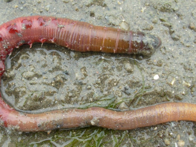 Arenicola, il super-verme di mare, un rimedio per curare le persone colpite da Covid-19? 