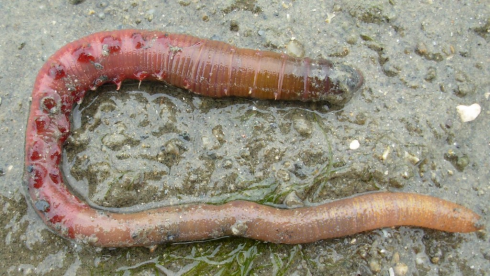 Arenicola, il super-verme di mare, un rimedio per curare le persone colpite da Covid-19?