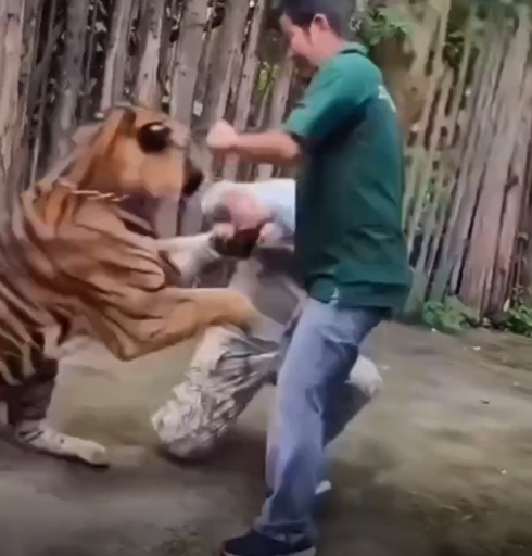Selfie mania: tigre attacca un turista mentre cerca di scattare una foto