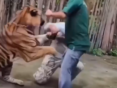 Selfie mania: tigre attacca un turista mentre cerca di scattare una foto