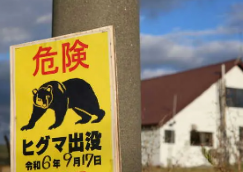 Il Giappone è sotto shock: due morti in 24 ore dopo l'attacco di un orso mentre un raccoglitore di funghi risulta scomparso