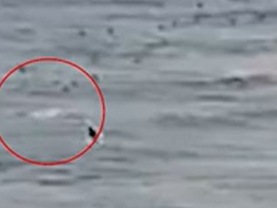 Orrore e paura in Australia: squalo azzanna e uccide un surfista al largo di Greenmount Beach della Gold Coast. 