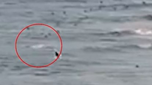 Orrore e paura in Australia: squalo azzanna e uccide un surfista al largo di Greenmount Beach della Gold Coast. 