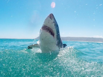 Australia occidentale, sub ucciso e divorato da un grande squalo bianco