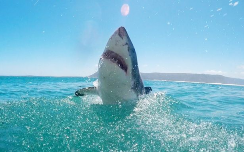 Australia occidentale, sub ucciso e divorato da un grande squalo bianco