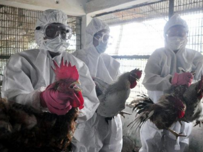 La Cina scopre il primo caso umano di influenza aviaria H3N8
