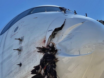 Bird strike, avvoltoio contro aereo Iberia a Madrid, danneggia gravemente il muso
