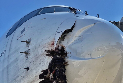 Bird strike, avvoltoio contro aereo Iberia a Madrid, danneggia gravemente il muso