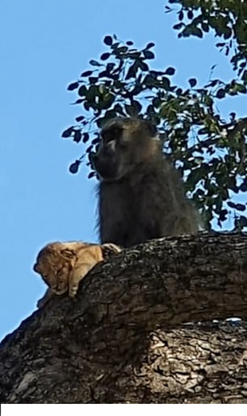 Scimmia rapisce cucciolo di leone mentre cerca cibo nel Kruger Park in Sudafrica - VIDEO.