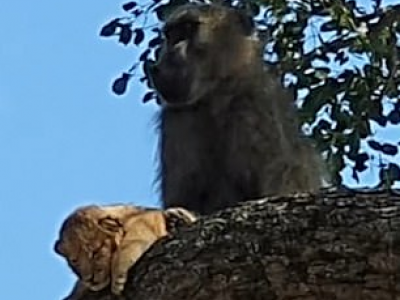 Scimmia rapisce cucciolo di leone mentre cerca cibo nel Kruger Park in Sudafrica - VIDEO. 