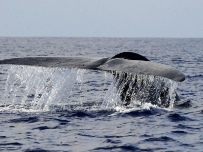 Tragedia in Nuova Zelanda: una balena ha ribaltato una barca, cinque persone sono morte