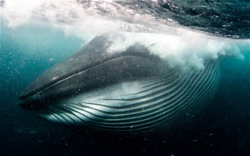 balena balena