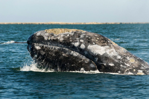 Un video virale di giganti del mare che dura solo 15 secondi ha registrato il canto di una delle più rare balene del mondo