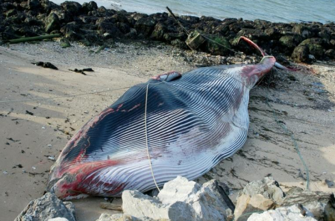 Ambiente. Balena di 19 metri si arena nel nord della Francia