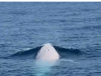 Moby Dick esiste, ecco il video che lo prova