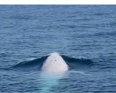 Moby Dick esiste, ecco il video che lo prova