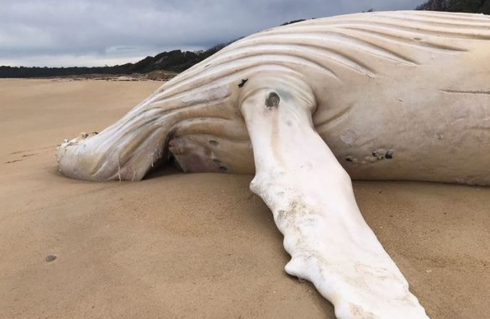 Ambiente: una balena bianca estremamente rara trovata morta sulla costa australiana