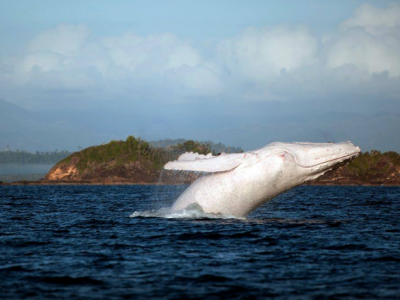 Ricompare Migaloo, la balena bianca che ha fatto impazzire la rete
