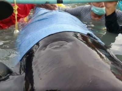 Inquinamento mortale. Balena pilota muore dopo aver ingerito oltre 80 buste di plastica
