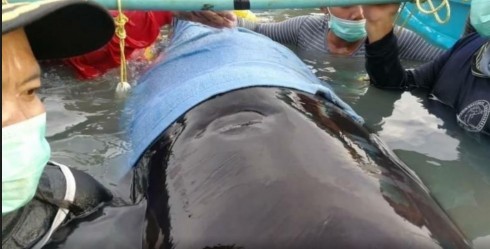 Inquinamento mortale. Balena pilota muore dopo aver ingerito oltre 80 buste di plastica