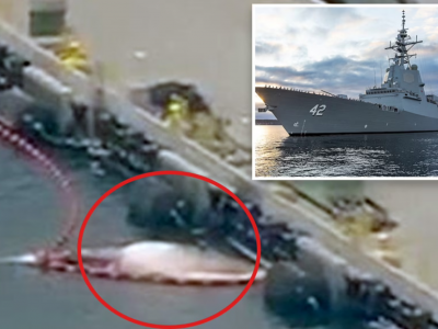 Balene trovate morte sotto la nave HMAS Sydney della Marina australiana a San Diego nella base navale degli Stati Uniti. 