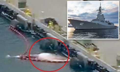 Balene trovate morte sotto la nave HMAS Sydney della Marina australiana a San Diego nella base navale degli Stati Uniti. 