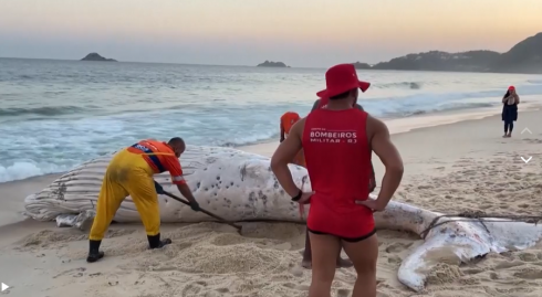 Balena uccisa al largo della costa del New Jersey dopo aver colpito una barca e gettato un passeggero in acqua - Il video 